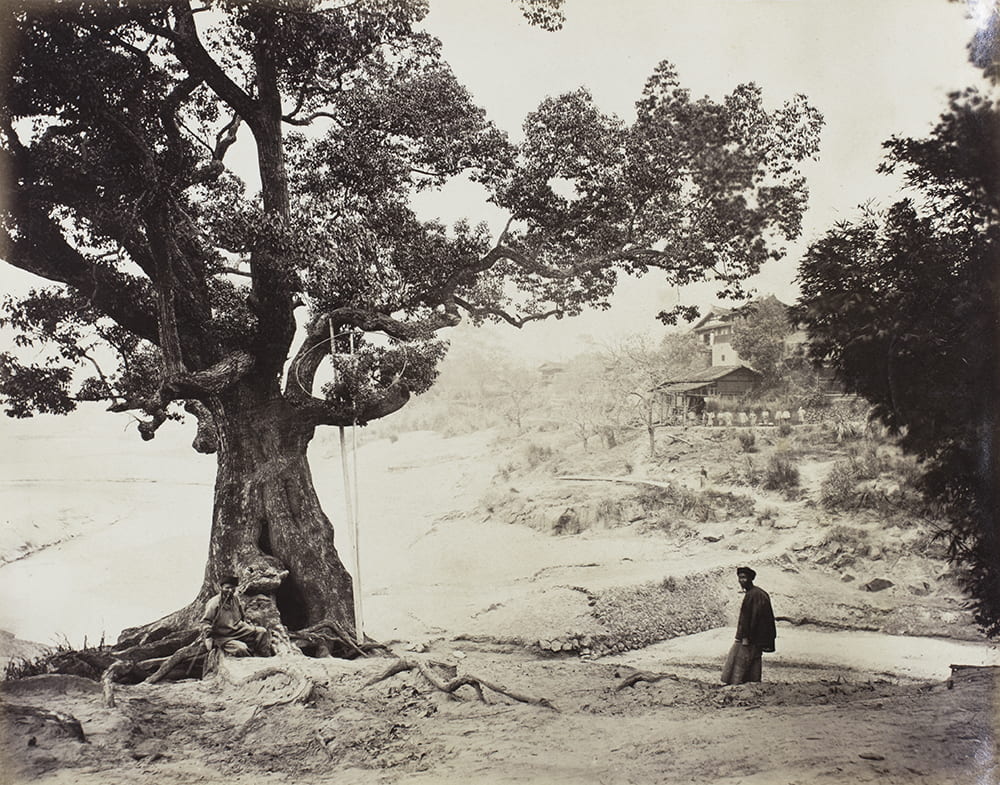 Captioned in the album ‘Village up country’ (i.e. northern Fujian, a principal tea district). This old tree is thought to be a tea tree. Beside it, there appears to be a hooped tool on poles, perhaps netted, for harvesting the leaves? The photograph may be by John Thomson, c1870? HPC ref: Fr01-093.